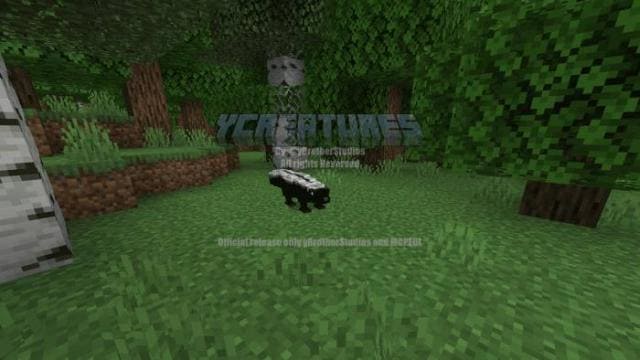 Скунс в лесу